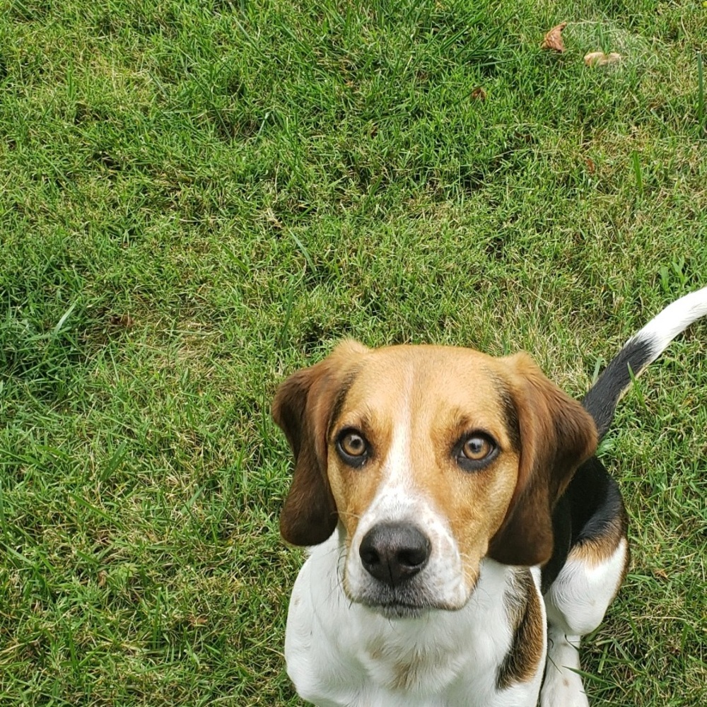 Meet your Posher, Abby